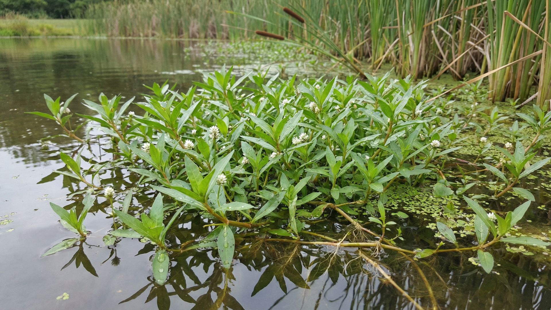 Alligator Weed: Identification and Control