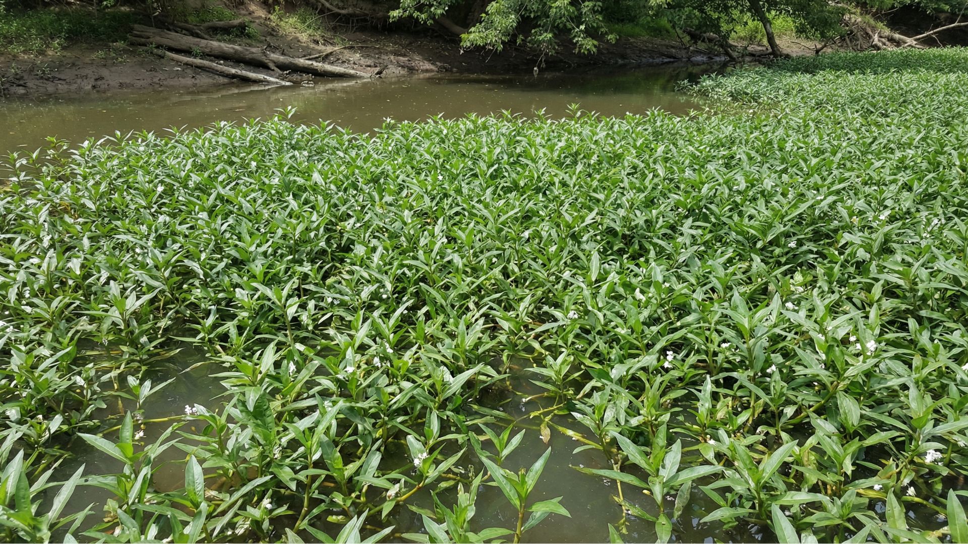 Dense mat of alligator weed covering pond surface