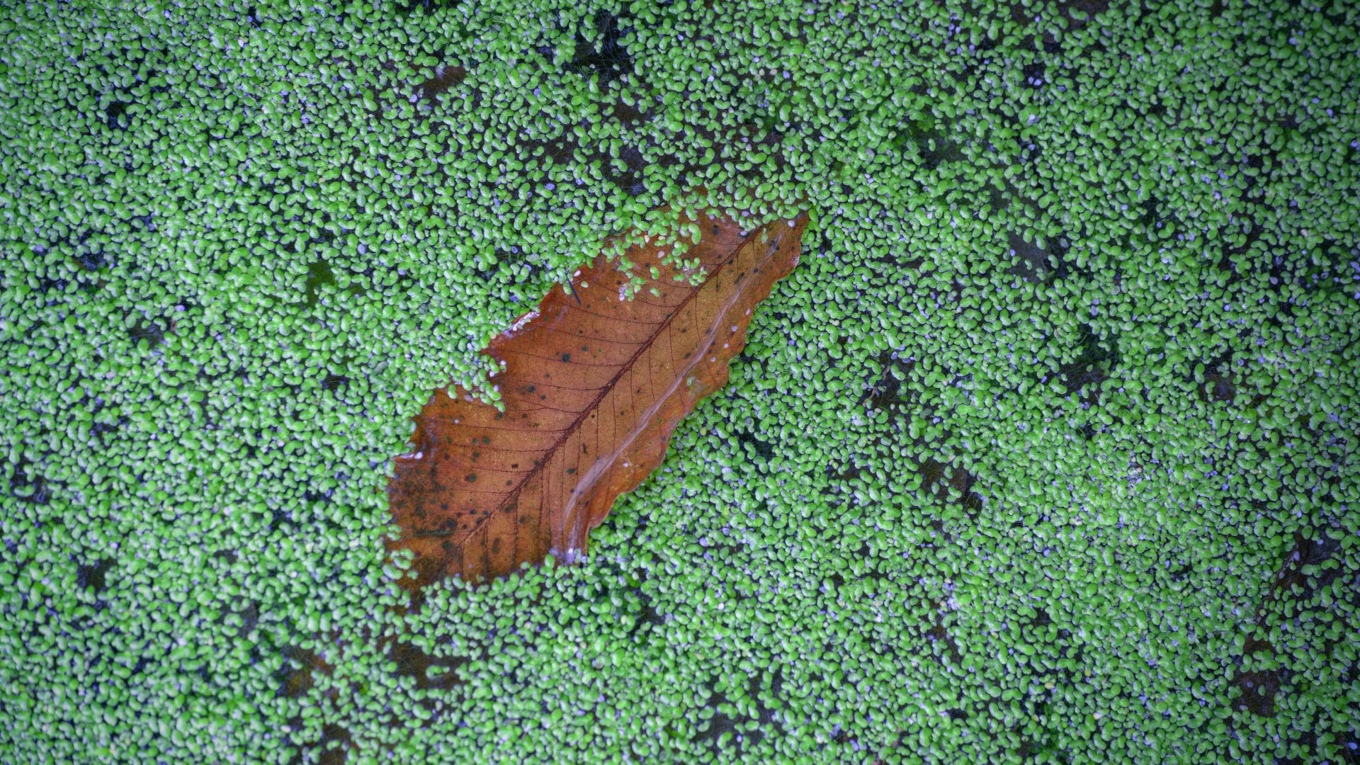 Close-up showing duckweed structure with roots visible
