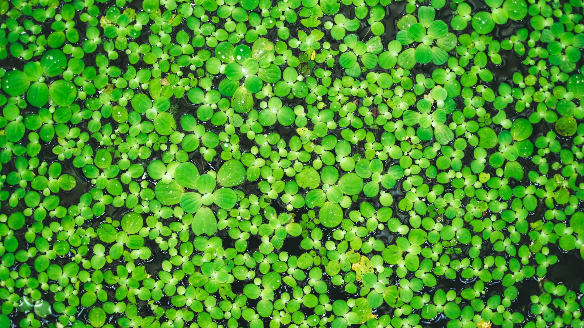 Duckweed: Managing This Common Pond Plant