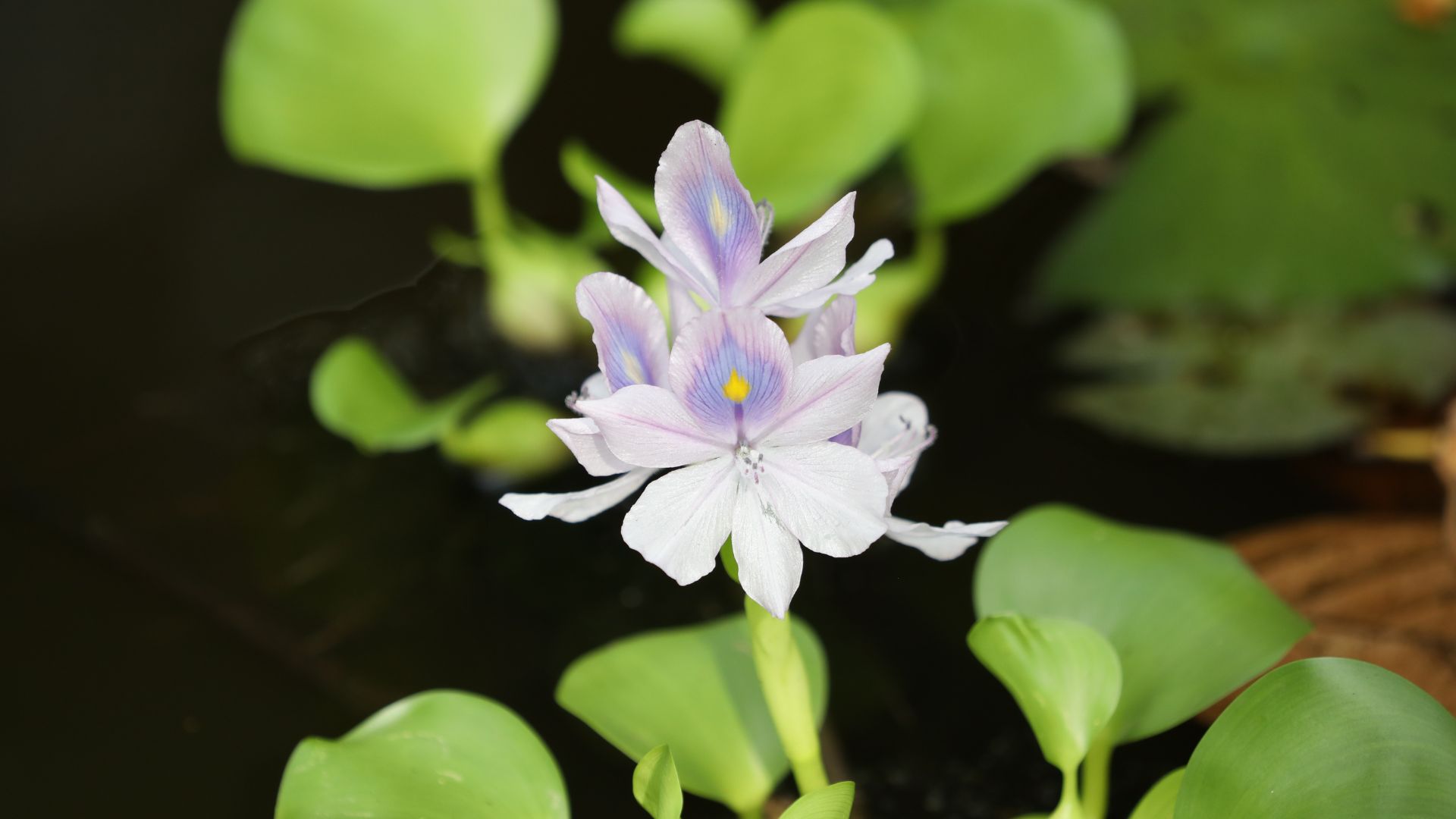 Close-up of water hyacinth showing inflated stems and root structure