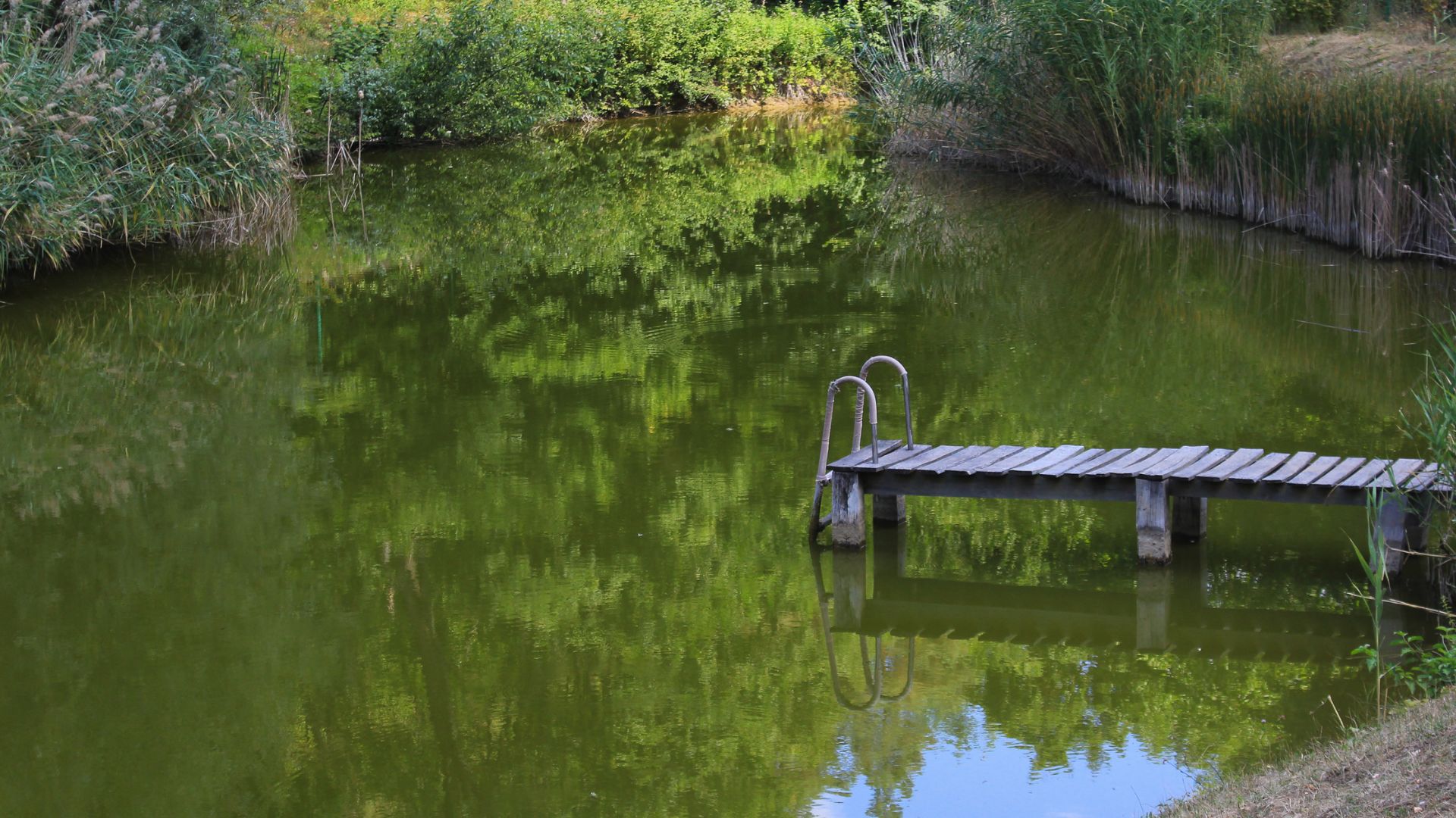 Before and after comparison showing pond restoration after water hyacinth removal