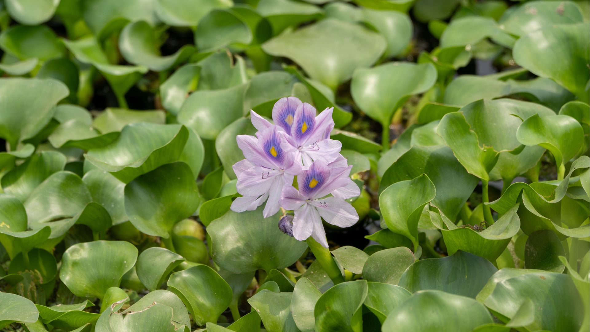 Water hyacinth with purple flowers floating on pond surface