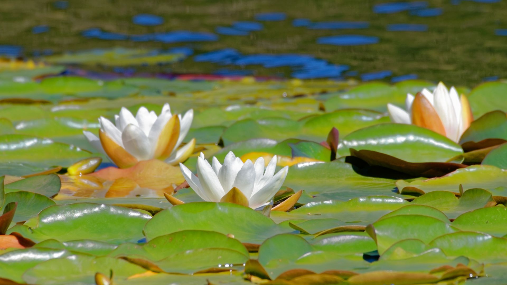 Water lily growth showing blooms and lily pads