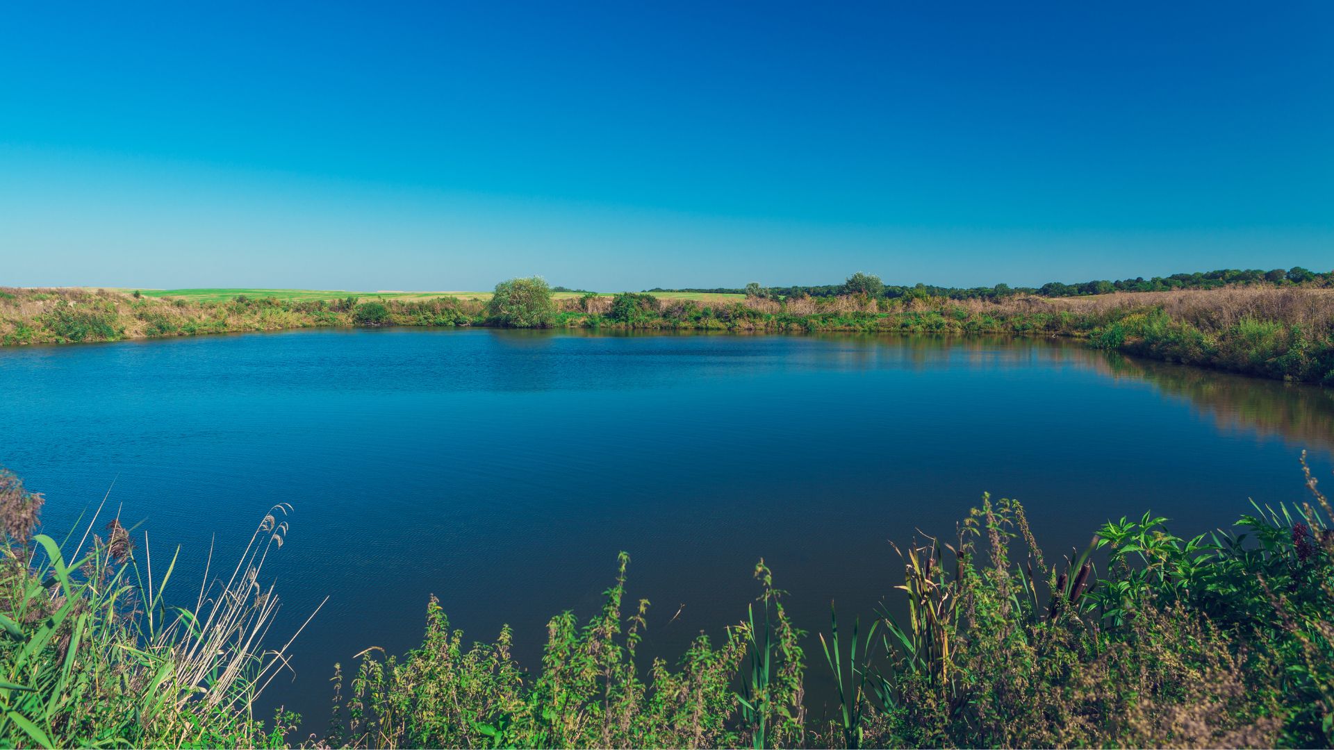 Properly managed pond with balanced water lily coverage