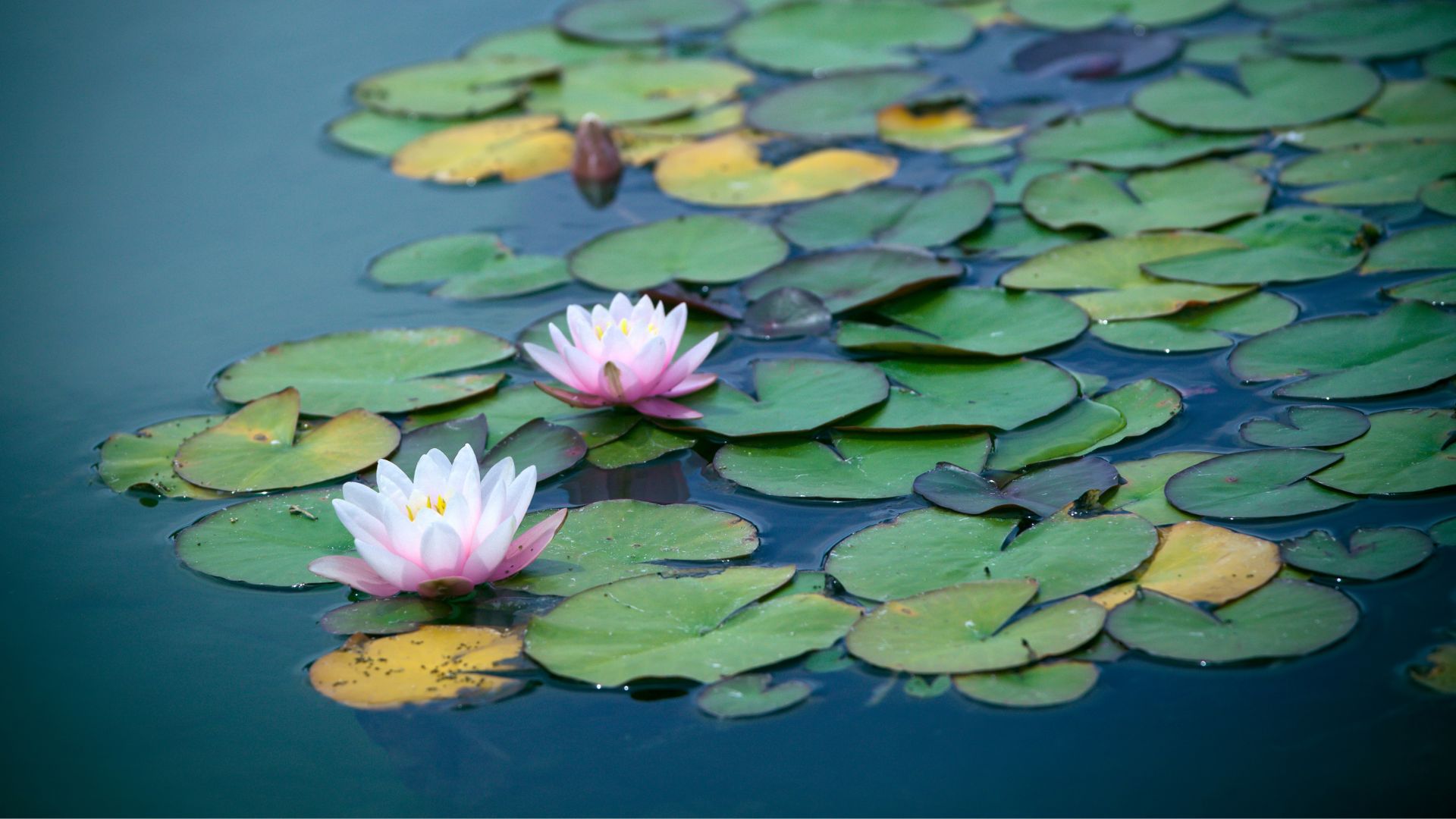 Water Lilies: Friend or Foe?
